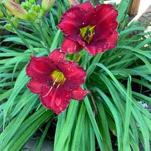 Meet your Posher, Gail